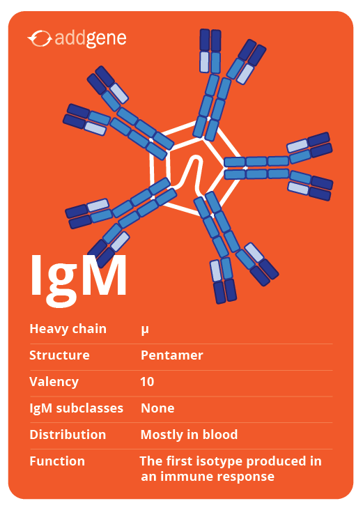 IgM同型交换卡